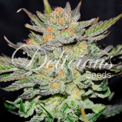 Blue Ace CBD Auto Delicious Seeds