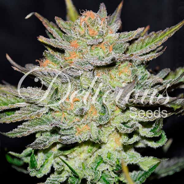 Blue Ace CBD Auto Delicious Seeds