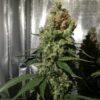 Blue Cheese Royal Queen Seeds