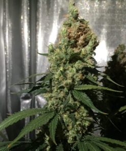 Blue Cheese Royal Queen Seeds