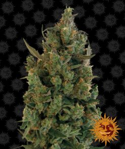 Blueberry Cheese Barneys Farm Seeds