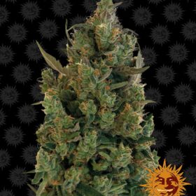 Blueberry Cheese Barneys Farm Seeds