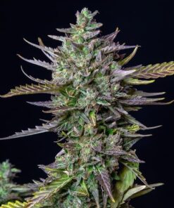 Blue Cheese Auto Royal Queen Seeds