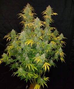 Blue Dream Auto — изображение 2