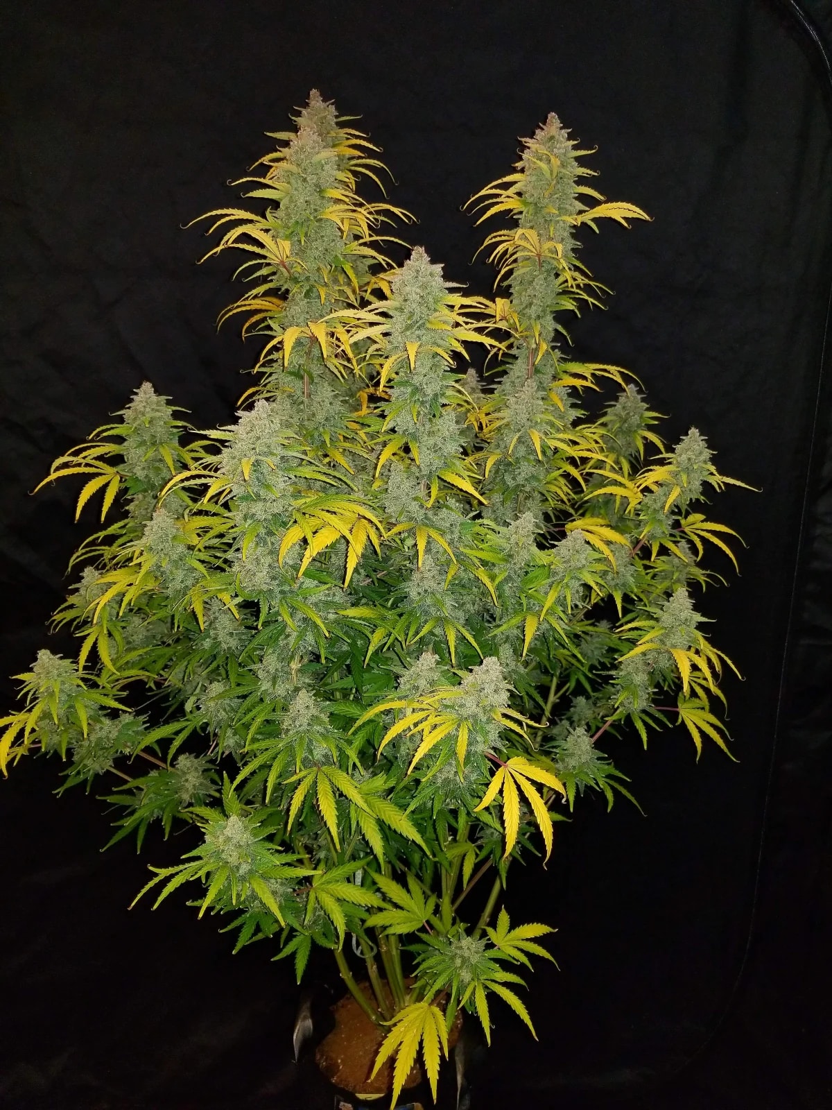 Blue Dream Auto — изображение 2