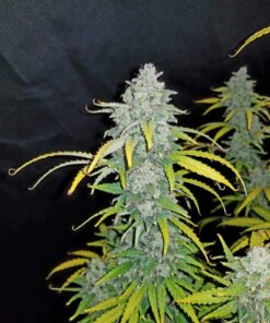 Blue Dream Auto — изображение 3