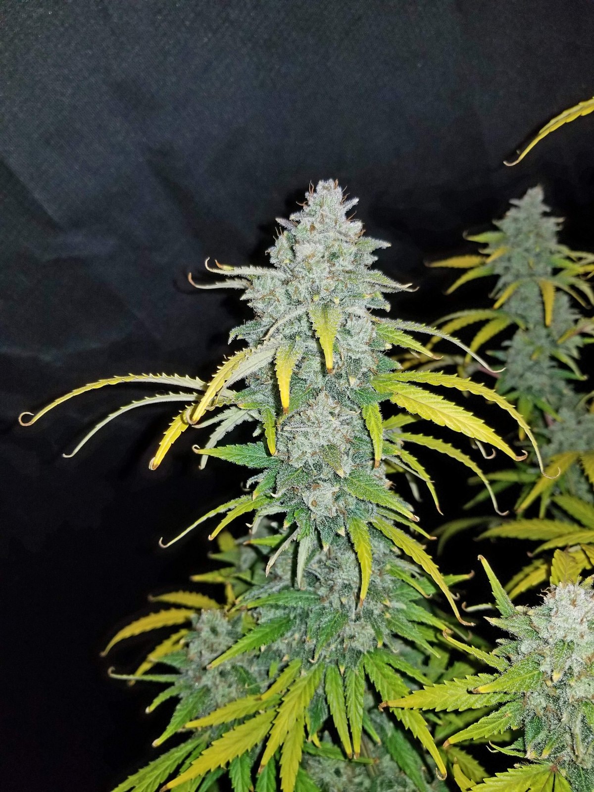 Blue Dream Auto — изображение 3