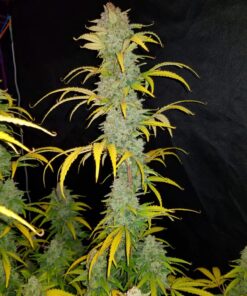 Blue Dream Auto — изображение 4