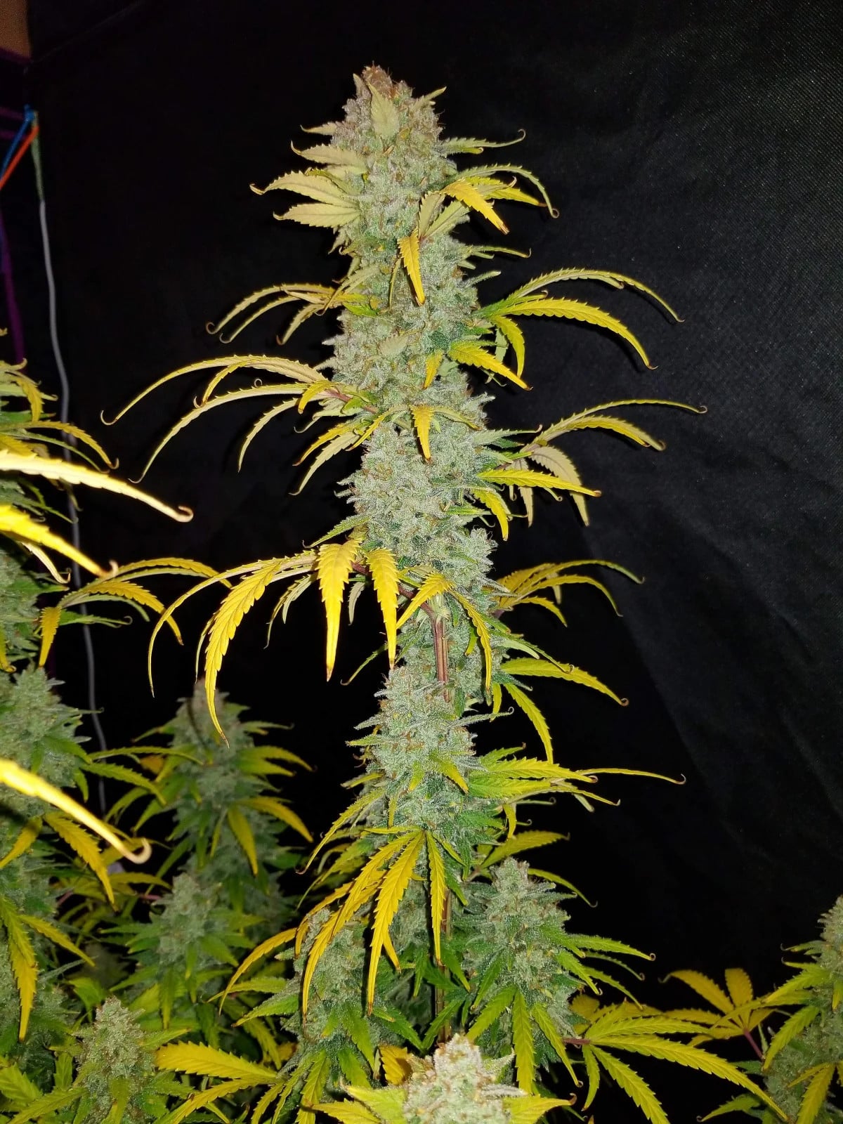 Blue Dream Auto — изображение 4