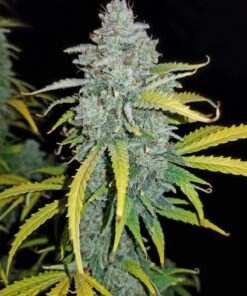 Blue Dream Auto — изображение 5