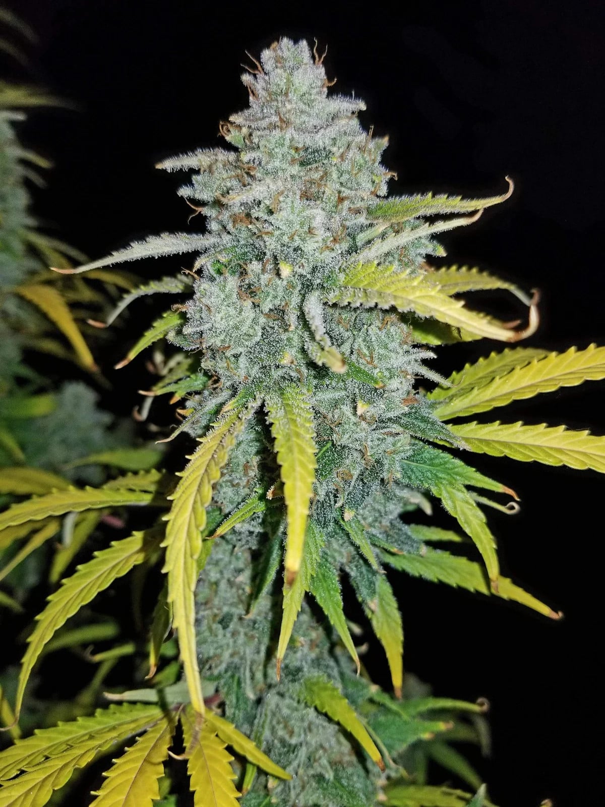 Blue Dream Auto — изображение 5