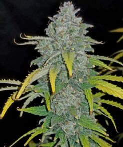 Blue Dream Auto — изображение 6
