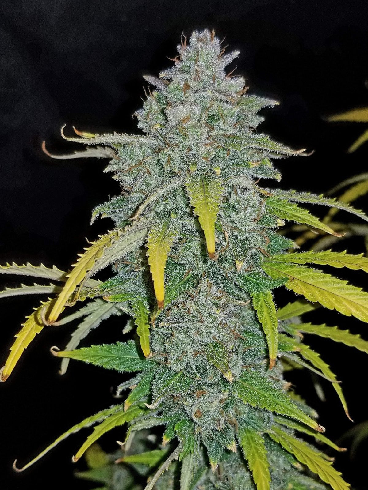 Blue Dream Auto — изображение 6