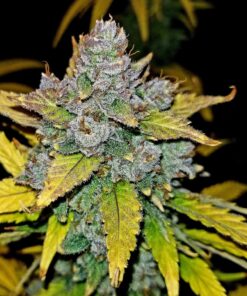 Blue Dream Auto — изображение 7