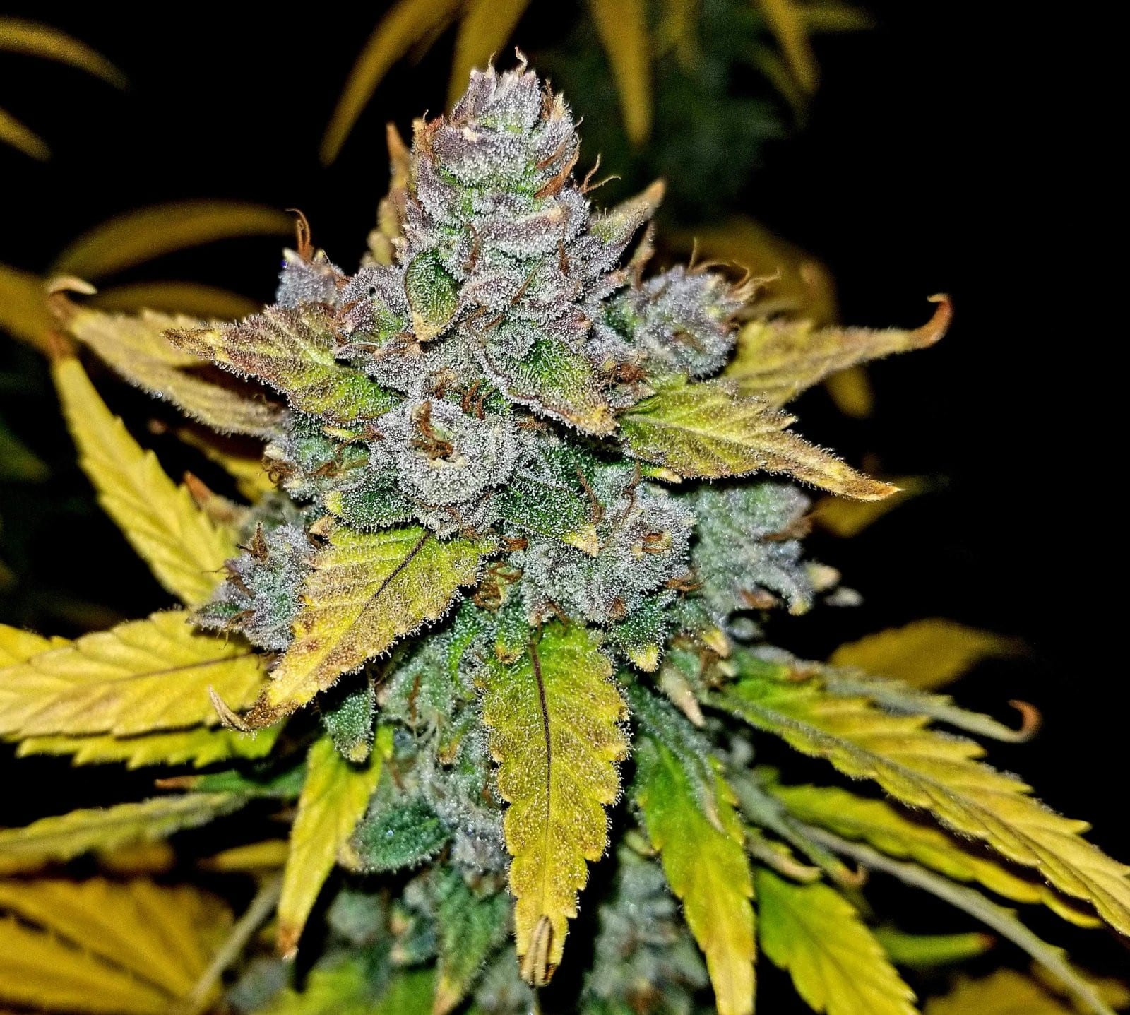 Blue Dream Auto — изображение 7