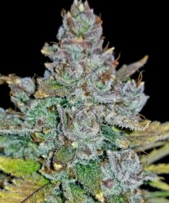 Blue Dream Auto — изображение 8