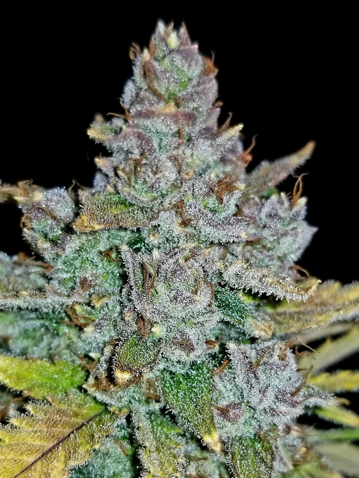 Blue Dream Auto — изображение 8