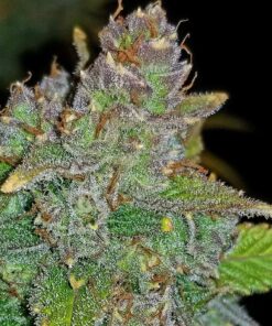 Blue Dream Auto — изображение 9