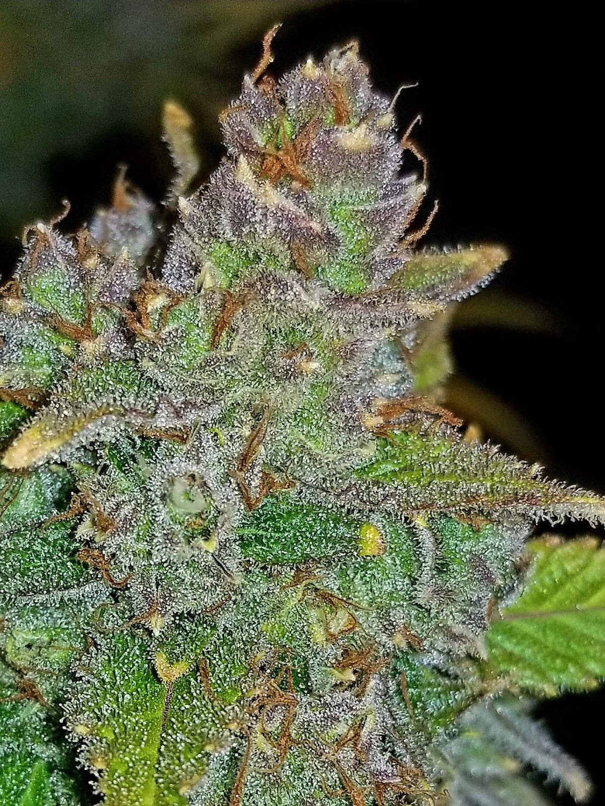 Blue Dream Auto — изображение 9