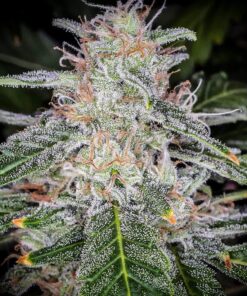 Blue Dream Auto — изображение 10
