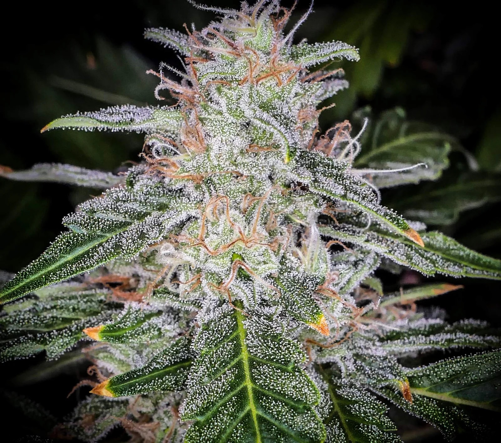 Blue Dream Auto — изображение 10