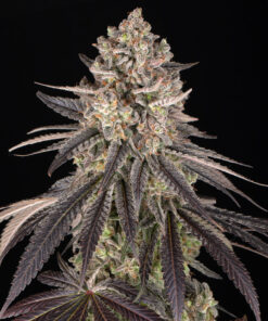 Blue Dream Barneys Farm Seeds