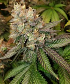 Blue Gelato Royal Queen Seeds