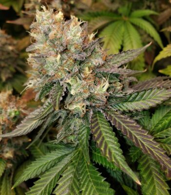 Blue Gelato Royal Queen Seeds