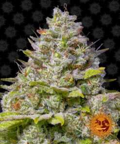 Blue Gelato 41 Barneys Farm Seeds
