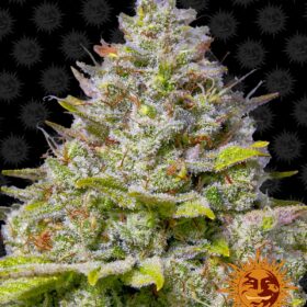 Blue Gelato 41 Barneys Farm Seeds