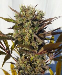 Blue Mystic Royal Queen Seeds