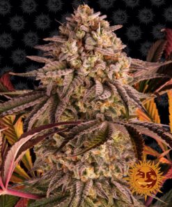Blue Sunset Sherbert Barneys Farm Seeds