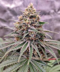 Blue Zushi Dutch Passion Seeds