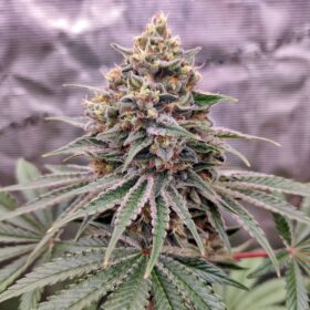 Blue Zushi Dutch Passion Seeds
