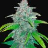 Blue Dream Auto Fast Buds Seeds