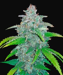 Blue Dream Auto Fast Buds Seeds