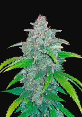 Blue Dream Auto Fast Buds Seeds