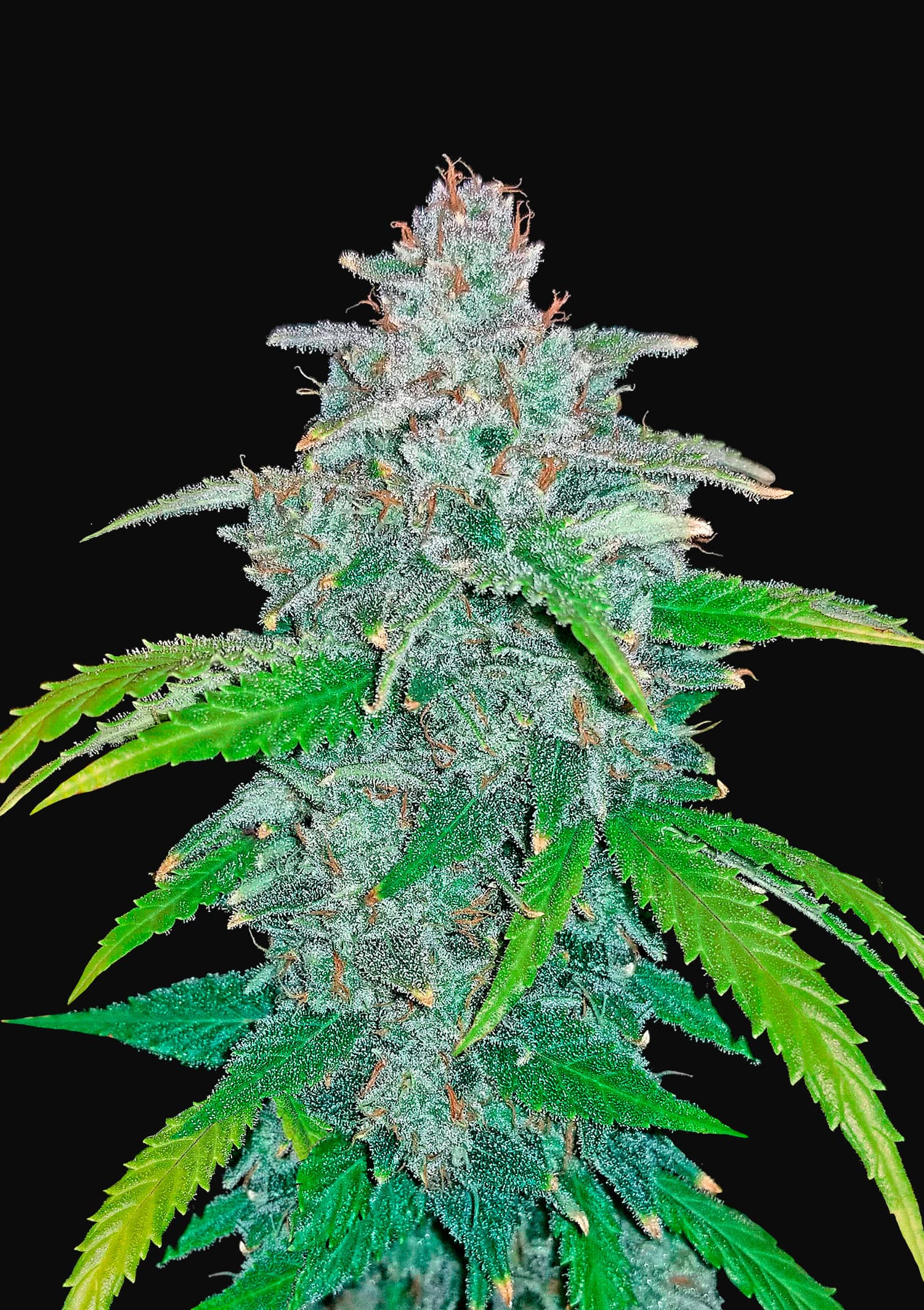 Blue Dream Auto Fast Buds Seeds