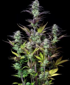 Blueberry Auto — изображение 2