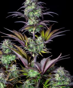 Blueberry Auto — изображение 3