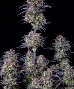 Blueberry Auto — изображение 4