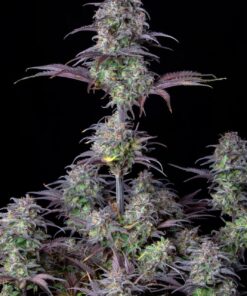Blueberry Auto — изображение 5