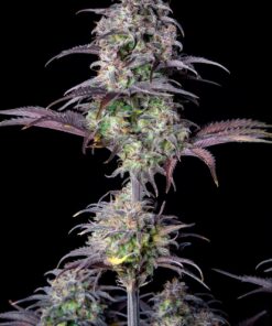 Blueberry Auto — изображение 6