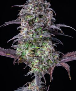 Blueberry Auto — изображение 7