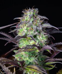 Blueberry Auto — изображение 8