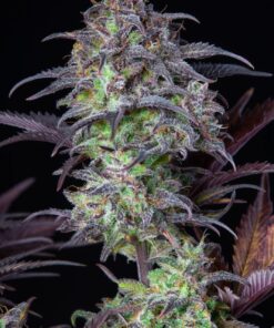 Blueberry Auto — изображение 9