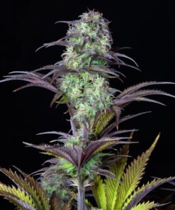 Blueberry Auto — изображение 10