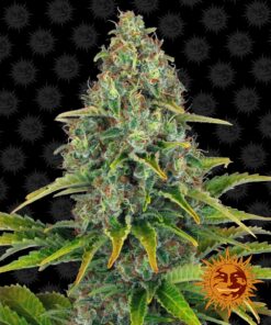 Blueberry Cheese Auto Barneys Farm Seeds