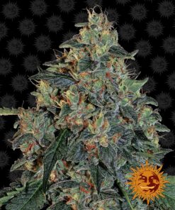Blueberry OG Barneys Farm Seeds