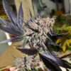 Blueberry regular Dutch Passion Seeds